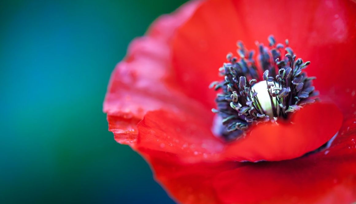 selective focus photography of red petaled flower