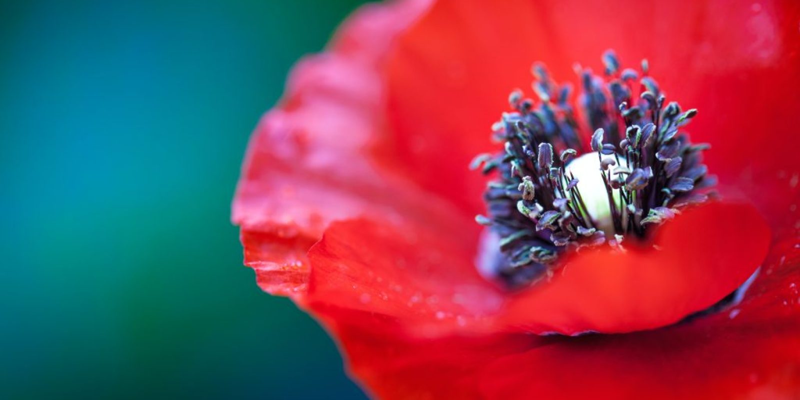 selective focus photography of red petaled flower